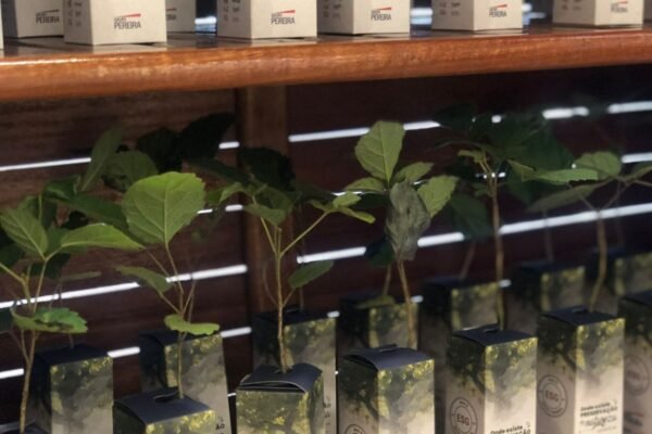 Grupo Pereira doa mais de 100 mil mudas de arvores para novos colaboradores