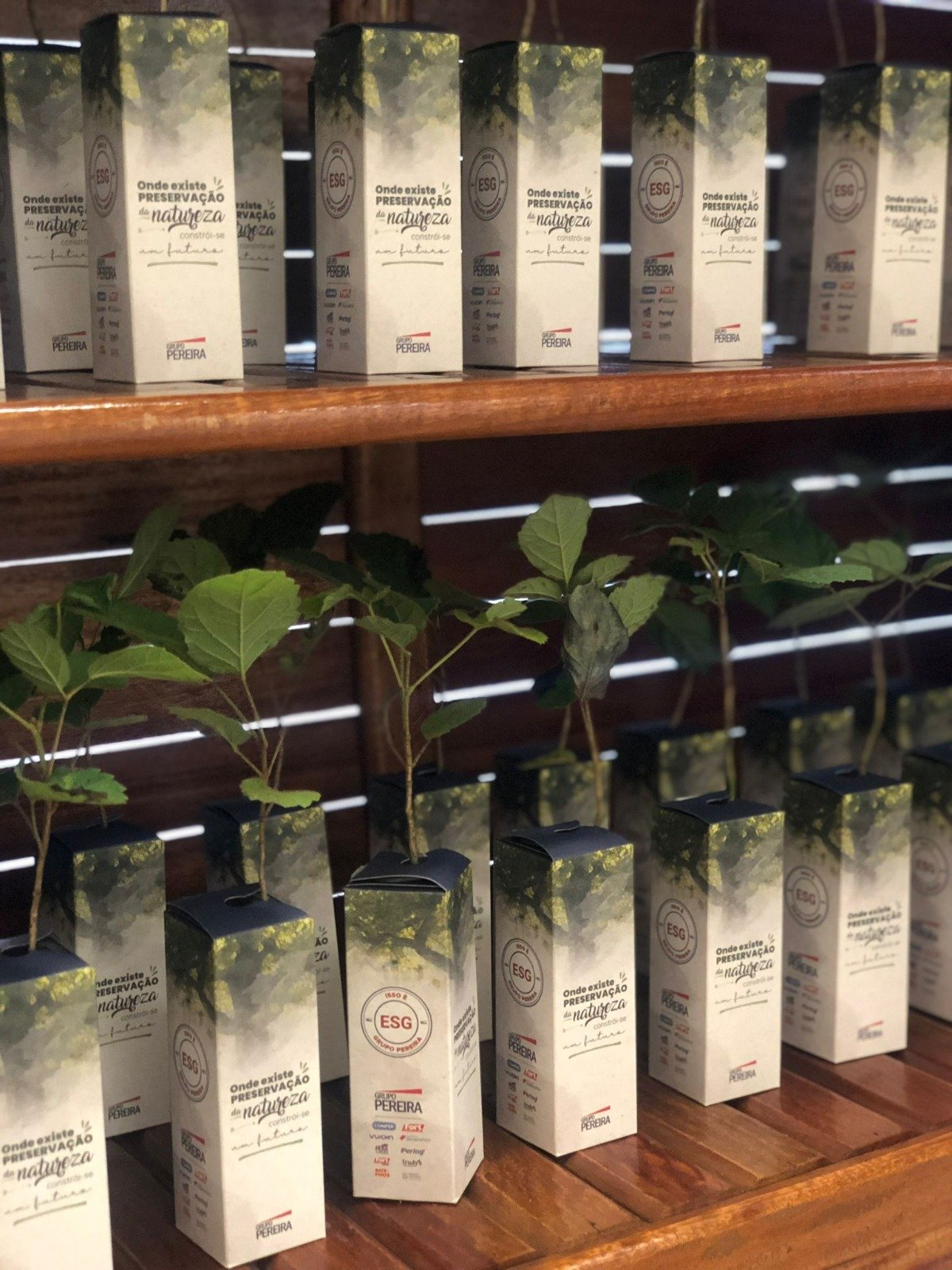 Grupo Pereira doa mais de 100 mil mudas de arvores para novos colaboradores